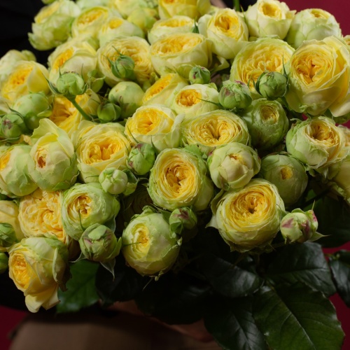 11 кустовых пионовидных желтых роз (Россия)