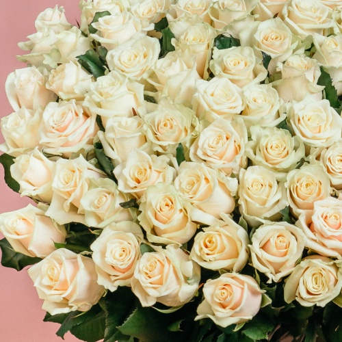 101 кремовая роза (Россия)