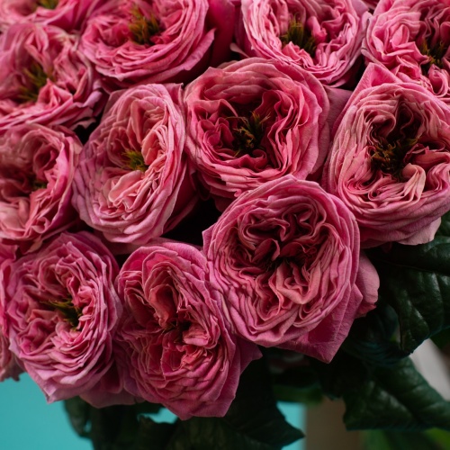 29 пионовидных розовых роз (Россия)