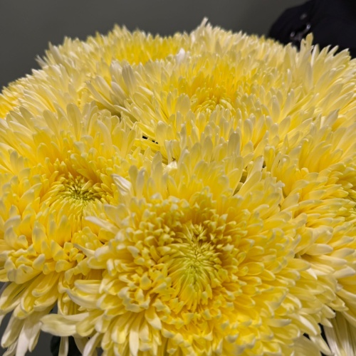 Букет из желтых одноголовых хризантем (9 шт.)