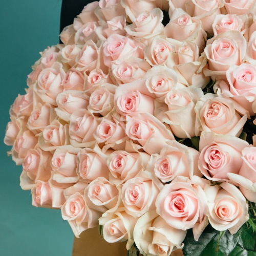 75 нежно-розовых роз (Россия)