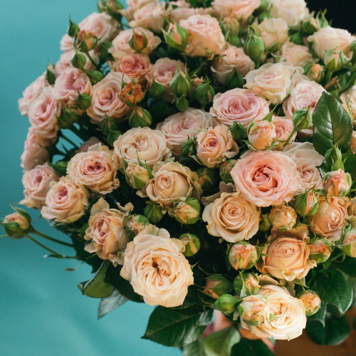 11 кустовых пионовидных нежно-розовых роз (Россия)