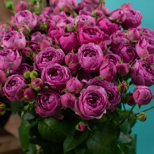 Роза кустовая фиолетовая 70 см (Россия)