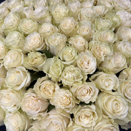 101 белая роза Мондиаль (Эквадор)