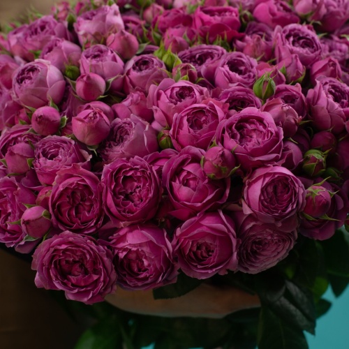 19 кустовых пионовидных фиолетовых роз (Россия)