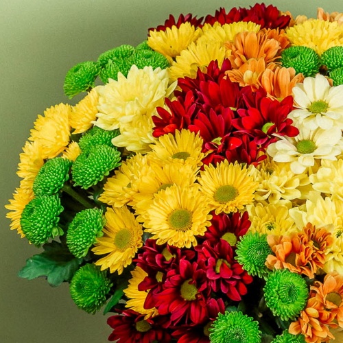 Букет из разноцветных хризантем (25 шт.)