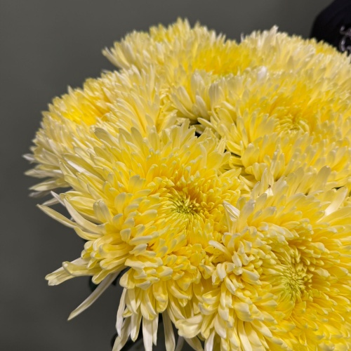 Букет из желтых одноголовых хризантем (9 шт.)