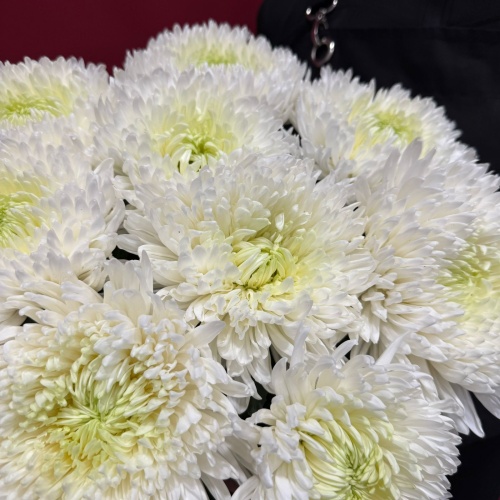 Букет из белых одноголовых хризантем (9 шт.)