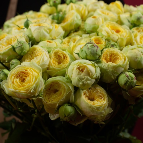 19 кустовых пионовидных желтых роз (Россия)