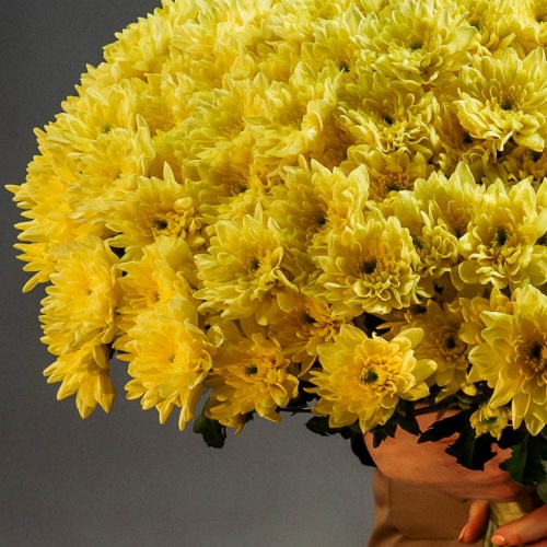 Букет из желтых хризантем (25 шт.)