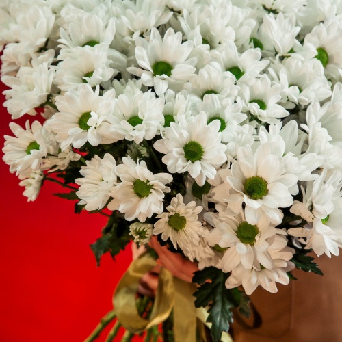 Букет из белых хризантем "Ромашка" (25 шт.)