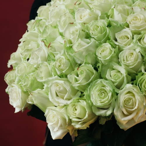 51 белая роза (Россия)