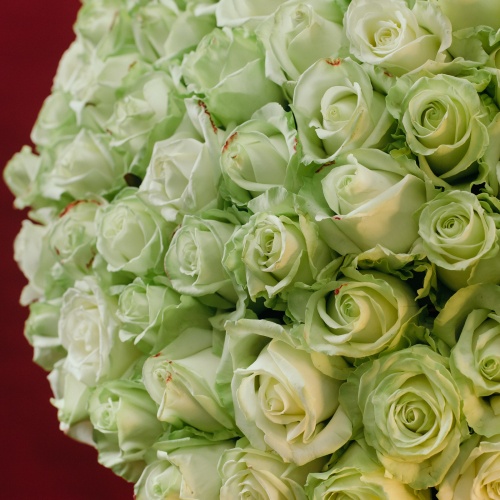 101 белая роза (Россия)