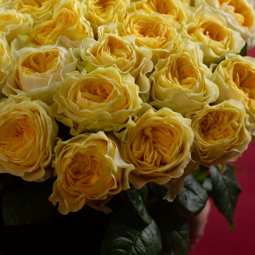 35 пионовидных роз (Россия)