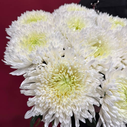 Букет из белых одноголовых хризантем (9 шт.)