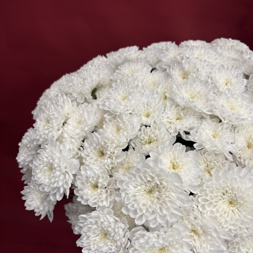Букет из белых хризантем (25 шт.)
