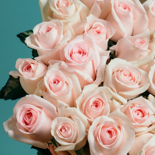 51 нежно-розовая роза (Россия)