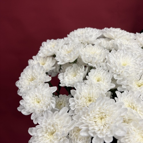 Букет из белых хризантем (9 шт.)