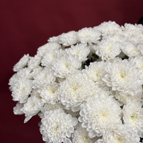 Букет из белых хризантем (15 шт.)
