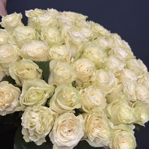 51 белая роза Мондиаль (Эквадор)
